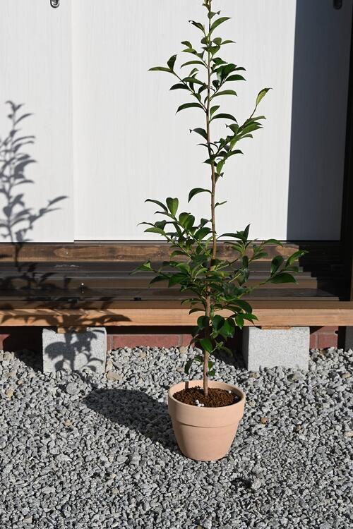2024年榊鉢植え　本神榊（ホンサカキ）本榊　高さ60センチ前後