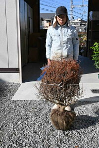 ドウダンツツジ大きい苗 玉仕立満天星躑躅苗木 どっしりタイプ 現品となります