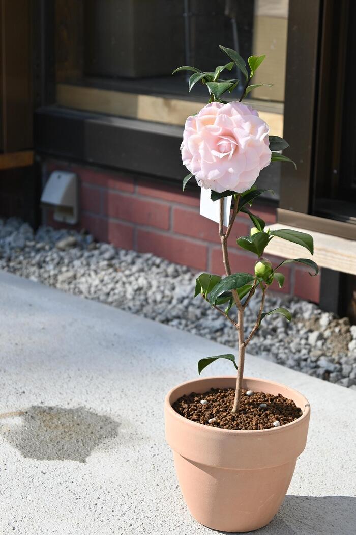 鉢植え椿ヌオチズパール椿