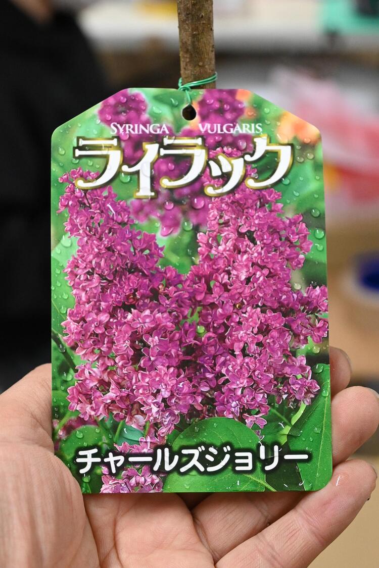 ライラック苗赤紫花ライラック チャールズジョリー2024年開花苗庭木 落葉樹 シンボルツリー 花色赤紫色の八重咲き芳香の強いライラック苗木