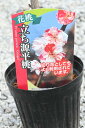 立源平桃苗2025年4月開花予定苗ハナモモ 源平桃【ゲンペイモモ】 【庭木苗】 【源平桃 苗 】【花桃】 桃の花立性の源平花桃 立ち源平桃苗