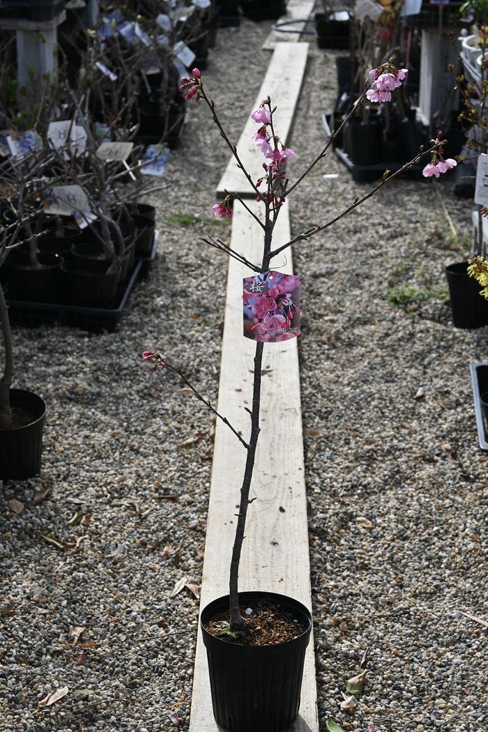 あなたのお家に雅桜を 商品名雅桜　桜苗 開花時期 3月頃 花の様子・花の大きさは500円玉程の中輪 ・花弁は5枚で一重咲き ・中心に星型に見える模様があります ・花の色は濃紅紫色 サイズ 樹高 鉢底から約80cm〜約1m前後 15cmポットでお届けします 　　※樹姿はお届け時期により異なります。 桜の花言葉 「精神の美」「優美な女性」など 皇太子妃雅子様ご成婚記念として「プリンセス雅」と名称登録された桜です。コンパクトに栽培でき、丈夫で育てやすい品種のさくらです。 若木のうちからほぼ木全体に花がつきます。 桜の育て方 桜の植樹方法 日常の管理 桜の診断 桜の管理方法 返品について　　　　こぼんさい　　お奨め　　桜の庭木　 思い出や　大切な記念日に　十年　二十年後の日本を桜でより美しく 楽しい事、嬉しかった事 心に残る数々の思い出と記念樹に桜は最高です。　 奈良八重桜 一葉桜 修善寺寒桜　 染井吉野桜 八重緋寒桜 御車返し 紅華桜 天の川桜 静匂桜 敬翁桜 松月桜 福禄寿桜 十月桜 御殿場桜 楊貴妃桜 晋賢象桜 山桜 三波川冬桜 河津桜 紅鶴桜 仙台しだれ桜 八重しだれ桜 八重紅枝垂桜 菊枝垂桜 吉野しだれ桜