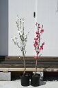 照手花桃苗おすすめ苗桃花2025年4月開花苗紅白花桃苗木セット照手紅桃苗・白照手花桃苗(ハナモモ)プラ鉢 シンボルツリー 記念樹 狭いスペース ほうき立ち性 紅色 白色 ホワイト 紅白セット花桃苗 接ぎ木苗花桃