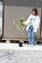 6号おおでまり 大手毬苗 オオデマリ苗 大手毬苗木 2025年4月開花苗(4)