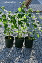 自宅のお庭や鉢植えにアナベルはおすすめです2024年6月に開花3鉢当店おすすめの3鉢のアジサイアナベル6号サイズ苗の…