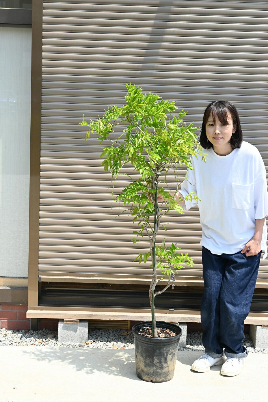 九尺藤苗2023年4月に開花苗藤棚として使用できる大苗藤苗木2023年4月下旬〜5月開花藤となります。　九尺フジ大苗今季　高さ　150センチ前後のサムネイル