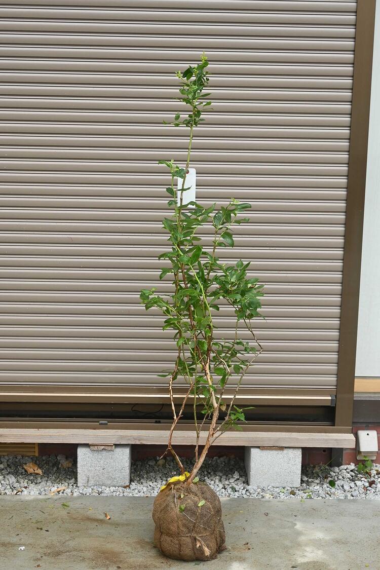 楽天市場】ブルーベリー 特大苗の通販 楽天市場】ブルーベリー 特大苗の通販
