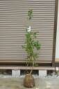 大苗ブルーベリー苗 大実ブルーベリーチャンドラー苗 高さ120センチ前後の大きい苗です