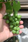 食べれる実付きの葡萄ピオーネ鉢植え撮影2022年7月9日ぶどう実付き　2022年　葡萄　ピオーネ葡萄　鉢植えぶどう　8月頃まで実付き