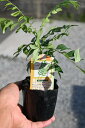 カレーリーフ苗和名和名大葉月橘、南洋山椒葉月橘、南洋山椒