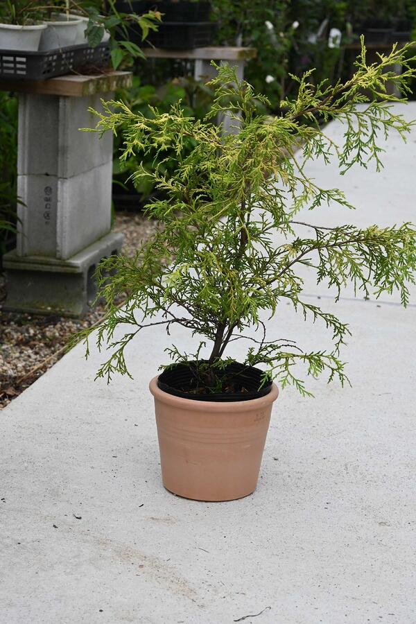 人気のあるフィリフェラオーレア鉢植え