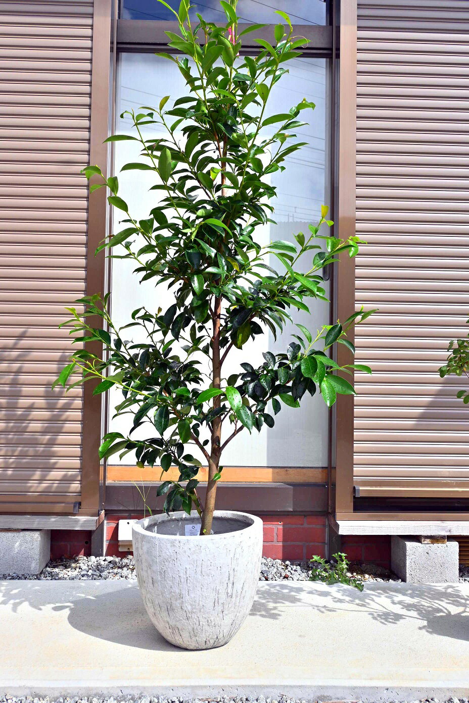 榊大きい　鉢植え榊　サカキ　高さ　150センチ前後の　しっかりとした　榊の大きい苗木本神榊（ホンサカキ）本榊大苗