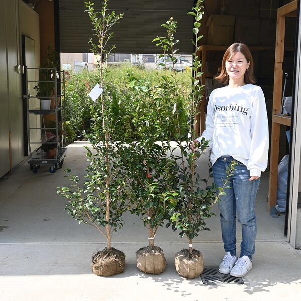 さざんか大きい苗木高さ150センチ前後【庭木】 【山茶花】サザンカ苗大苗 3種類 見計らい さざんか苗セット