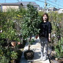 椿大苗 平安の宴椿 椿苗 接ぎ木苗 8年物 高さ150センチ以上