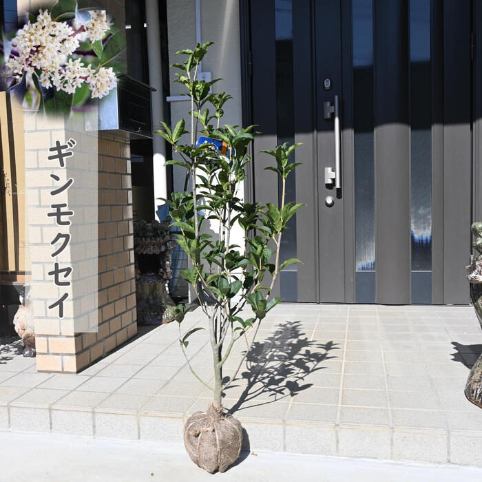10月開花予定です苗木 ギンモクセイ 銀木犀 白花 モクセイ 寝巻き苗