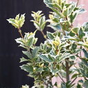 minibonsai:10011229のサンプル画像3