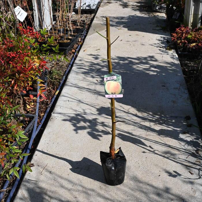 ��̣���������Ƥ褦�������� ������˱���ܤ��ڡ�2��3ǯ�����⤵70����������Ĳ̼���1�ܤǤ�¤��ʤ����Ǥ�