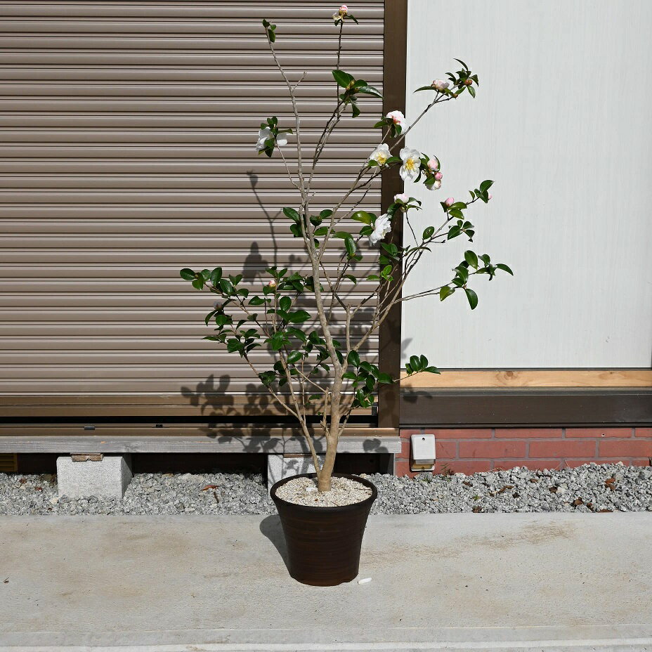 2025年1月開花朝倉サザンカ鉢植えさざんか【山茶花】サザンカ　外輪が薄いピンク　内輪は白の八重咲
