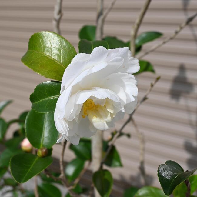 2025年12月開花朝倉サザンカ鉢植えさざんか【山茶花】サザンカ　外輪が薄いピンク...