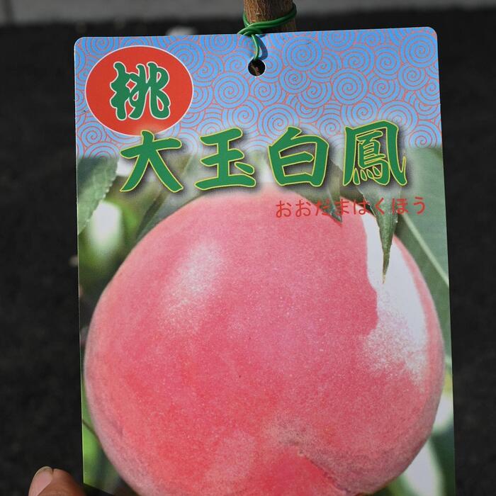 大玉白鳳桃の木 桃果樹苗 【果樹白鵬桃苗】 果樹苗2年生接木苗大玉白桃:果樹苗