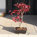 もみじ 盆栽 もみじ盆栽 秋には小さいけど紅葉します もみじ冬の期間は葉が落葉した状態でのお届けとなります