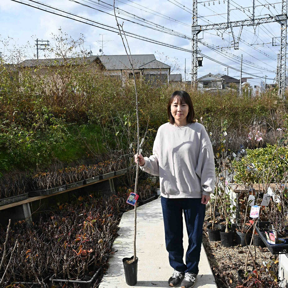 サクラ苗御衣黄桜苗桜の中では珍しい黄緑に咲く桜です桜