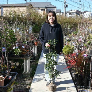 ※10月16日以降のお届けは開花終了苗となります苗木 ギンモクセイ 銀木犀 白花 モクセイ　しっかりとした寝巻苗