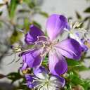 2025年10月頃から発送予約商品11月頃開花花芽付き ノボタンリトルエンジェル 花色が紫からピンクに変化する美しい野牡丹ですめずらしいノボタン別名サンショクノ...