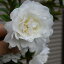 富士の峰さざんか苗 さざんか苗木 【サザンカ苗木】 【山茶花】サザンカ苗 さざんか 5,980円