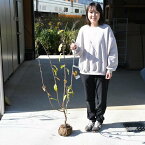 冬にいい香りがするロウバイ2024年1月〜2月に開花します。接ぎ木の蝋梅ポット苗 満月ロウバイ苗蝋梅 満月ロウバイ香りがすばらしい　満月ロウバイ2024年1月から2月に開花します。