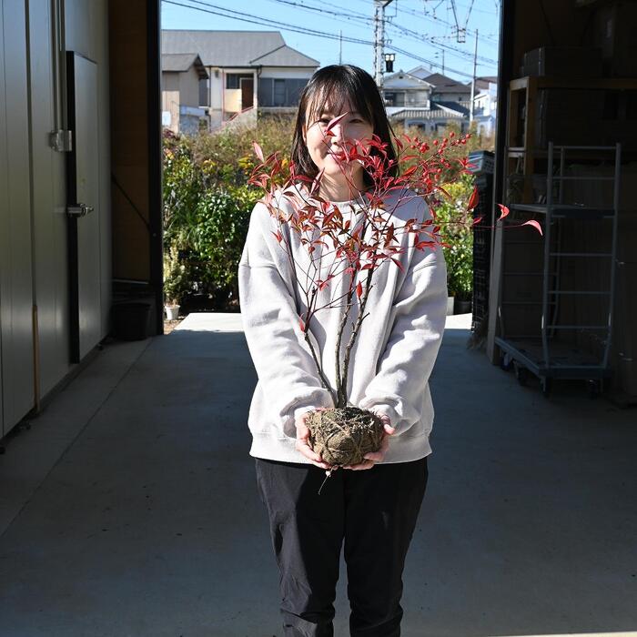 赤南天苗木 南天 赤実 赤南天 ナンテン 寝巻苗 縁起が良い南天の大きい苗　撮影2022年12月10日更新