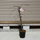 しっかりとした源平もも2025年4月中頃~5月に開花咲き分けしだれ桃 源平しだれ桃 花桃桃の花苗木源平しだれ桃苗木 庭木花桃用