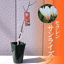 2024年3月より発送モクレン苗 サンライズ木蓮苗magnoliaもくれんsunriseコンパクト