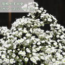 母の日の贈り物に2025年6月頃開花宿根かすみ草 鉢植え サマースパークレス テラコッタ鉢入り