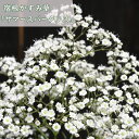 2023年6月1日開花宿根かすみ草 鉢植え サマースパークレス テラコッタ鉢入り