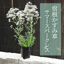 母の日プレゼントに多年草のかすみ草2025年6月開花 宿根かすみ草 ポット苗 サマースパークレス