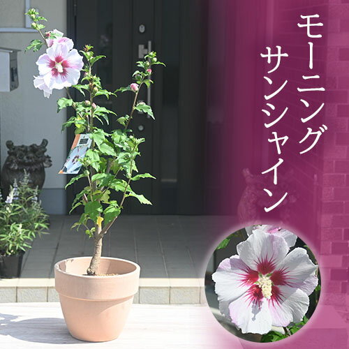 鉢植え花鉢2023年7月開花ムクゲ　テラコッタ鉢入りモーニングサンシャイン木槿鉢植え