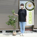 白侘助 椿 一重咲き 小輪 茶花 一輪挿し(4)