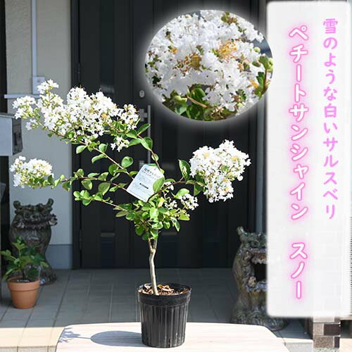 楽天市場】苗 サルスベリ 白花の通販 楽天市場】苗 サルスベリ 白花の通販