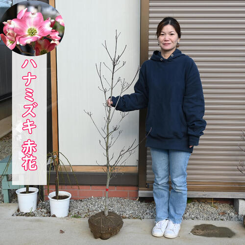 2024年開花 ハナミズキ 赤花 苗木 寝巻き贈り物に 花水木 お誕生日プレゼント