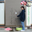 2025年開花 ハナミズキ2種セット 赤花 白花 苗木 寝巻き贈り物に 花水木 お誕生日プレゼント