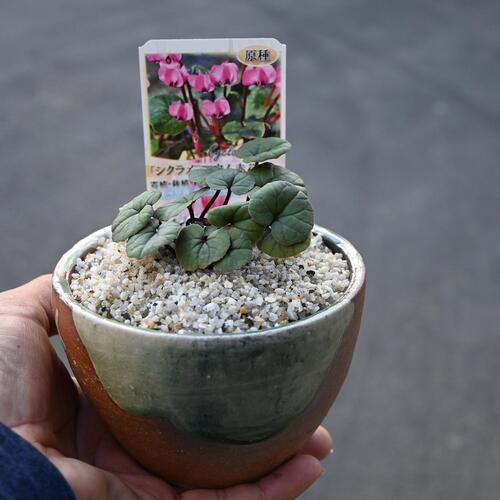2025年開花2月頃開花 シクラメン コウム 赤花系 信楽鉢植え 原種シクラメン鉢入り信楽焼き