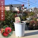 2025年1月実付き ビックリサンザシ 苗木 ジャンボサンザシ 山査子