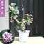 香りを楽しむ沈丁花4月から5月開花【沈丁花赤花】沈丁花赤花大苗6号サイズ苗 ジンチョウゲ花 花の香り 毎年3月開花 自然の香水 三大香木 初心者向け 生垣 5,000円