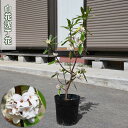 【2025年3月〜4月 開花】苗【沈丁花 白花】ポット苗 ジンチョウゲ 花の香り 毎年3月開花 自然の香水 三大香木 初心者向け 生垣
