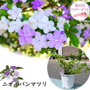 母の日の贈り物に 2025年5月に開花 ニオイバンマツリ プラ鉢入り アメリカジャスミン 匂蕃茉莉