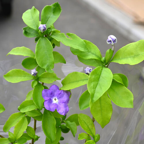 今季のお花は終了し剪定後の状態贈り物に 2026年5月に開花 ニオイバンマツリ プラ...