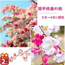 母の日プレゼントに2025年4月下旬〜5月に開花何色が咲くか楽しみお誕生日プレゼントおすすめのおめでたいしだれ桃 ハナモモ 源平桃【ゲンペイモモ】枝垂れ桃花桃庭...