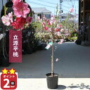 2025年4月下旬頃から5月に開花源平桃お買い物マラソン期間中楽天ポイント2倍おすすめの咲き分け桃苗 立源平桃 苗木 花桃 源平桃
