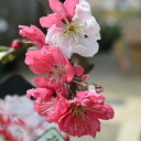 2025年4月開花縁起の良い花鉢のプレゼント用お祝いハナモモ 源平桃【ゲンペイモモ】枝垂れ桃枝垂れ桃花桃鉢植え 源平しだれ桃鉢植え 桃源平桃(花桃)